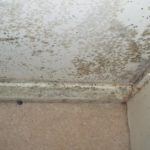 mould-remedition-cleaning-sewage-cleaning-australia-500x500.jpg